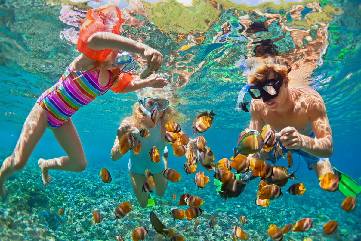 Bild: Shutterstock: Tropical studio